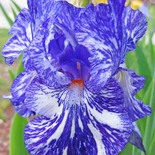 Ирис бородатый (германский) Батик/Iris germanica Batik Р1,5-0