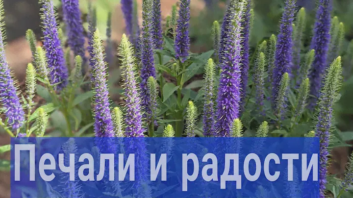 22 июня 2024 г.Обзор сада/Сломан рододендрон/ Гортензии набирают💮