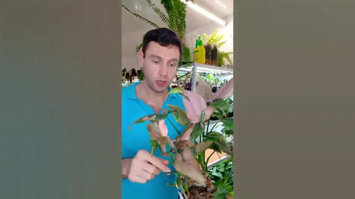 Про сингониумы