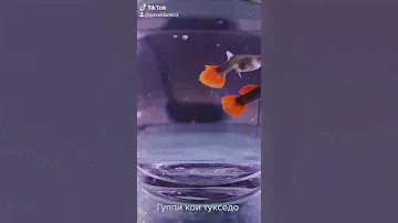 Гуппи кои тукседо пара, самец и самка
