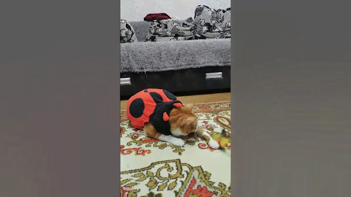 Новогодний костюм кота)