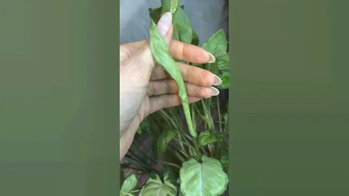 Сингониум растет в воде! 🌱💚 #сингониум#растения#комнатныерастения#цветок#озеленение
