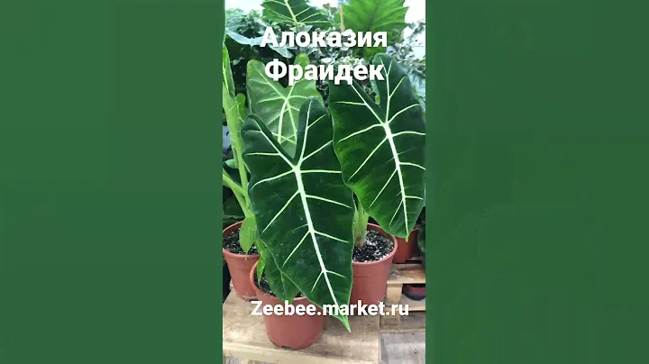 Алоказия Фрайдек. Обзор товара