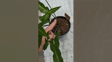 #сингониум Ушковатый
