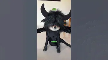 Вечеринка для собак 🤯
