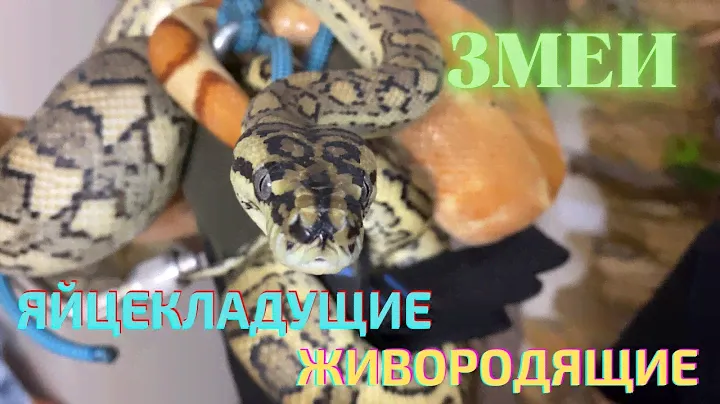 Разведение змей. Яйцекладущие и живородящие. / Breeding snakes. Oviparous and viviparous.