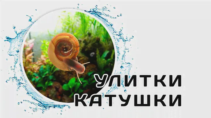 Улитки Катушки. Нужно ли бороться и как контролировать численность?