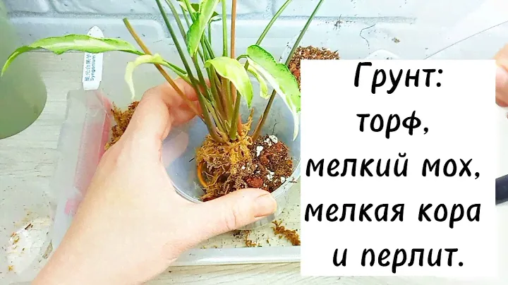 Сингониум Старлайт и Т 25