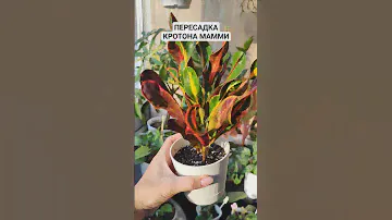 #ПЕРЕСАДКА #КРОТОН #МАММИ #РАСТЕНИЕ #ВЕСНА