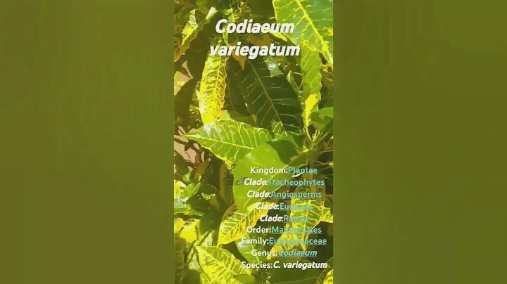 croton Codiaeum variegatum