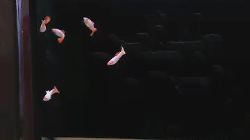 гуппи розовые короткохвостые pink guppy