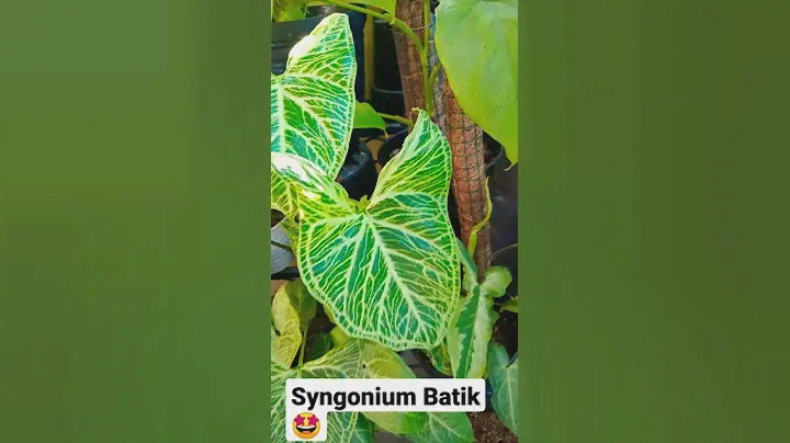 Syngonium Batik #syngonium