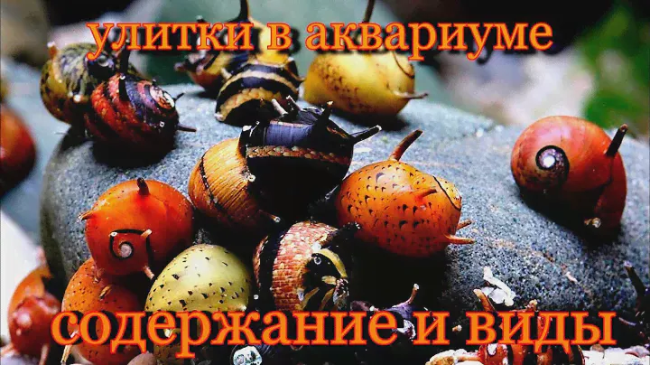 Улитки в аквариуме Содержание и виды