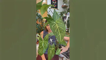 The syngonium batik is out of hiding! I f’ing love this plant. #houseplants #syngoniums #batik