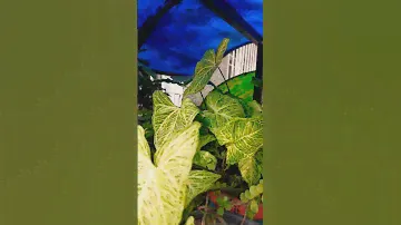 Syngonium Batik