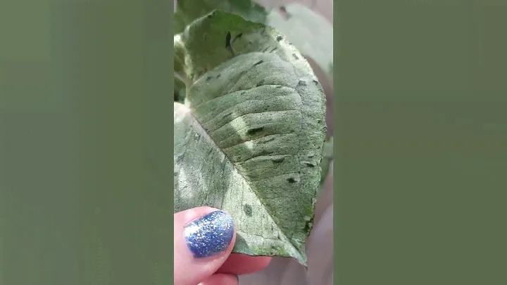 Сингониум Серый призрак. Скромная и благородная красота сорта. Syngonium grey ghost