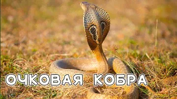 Очковая кобра. Королева змей в джунглях