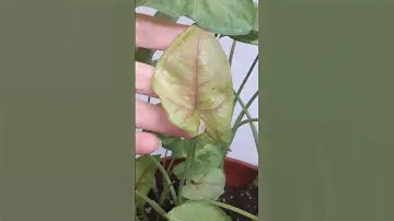 Сингониум купить