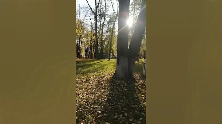 На лужайках парка, где прыгают белки, в багрец и золото одетые деревья #путешествие в осень