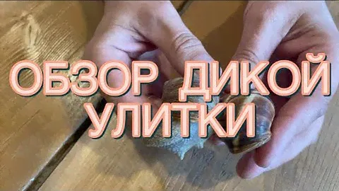 КАК очень ПРОСТО отличить дикую улитку  lucorum (горная) от дикой улитки pomatia (виноградная)?