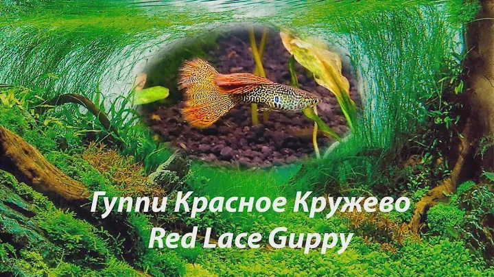Гуппи Красное Кружево / Red Lace Guppy