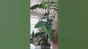 Syngonium Update #syngoniumalbo #syngonium #batik #houseplants #plantcare #hobby #gardening