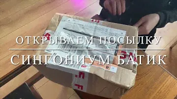 Обзор Посылки С Цветами [ Сингониум подофиллум Batik ]