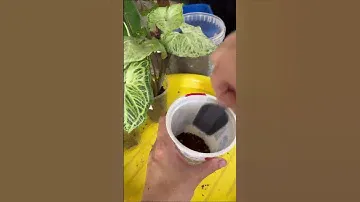 Пересадка сингониумов Шоколад и БатИк. #цветочныйдоктор #цветочныйдоктор_пересадка #сингониум