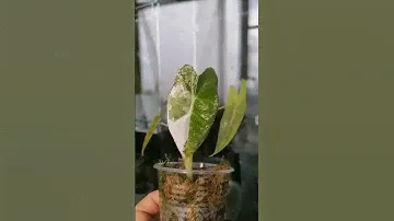 Alocasia Frydek var. Алоказия фрайдек вариегатная