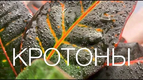 Мои кротоны и очередная новинка 😍