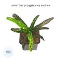 Кротон кодиеум Батик домашнее комнатное растение