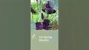 Bearded Iris