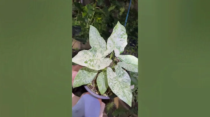 Alocasia Odora Batik. #plants