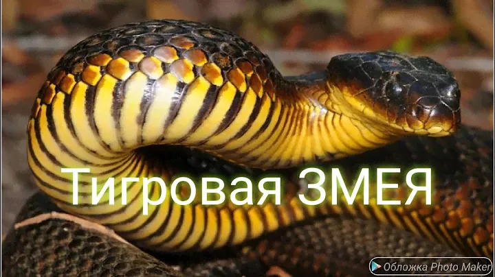Тигровая змея. одна из самых ядовитых змей. Дикая планета.