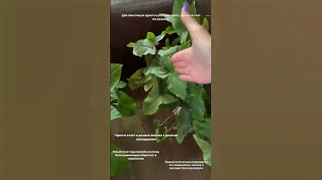 Два сингониума стоят в разных местах. Один под лампой, другой на окне.