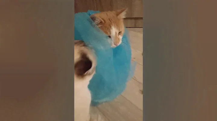 Карнавальный костюм для кота. Я тоже хочу такую пачку!!!