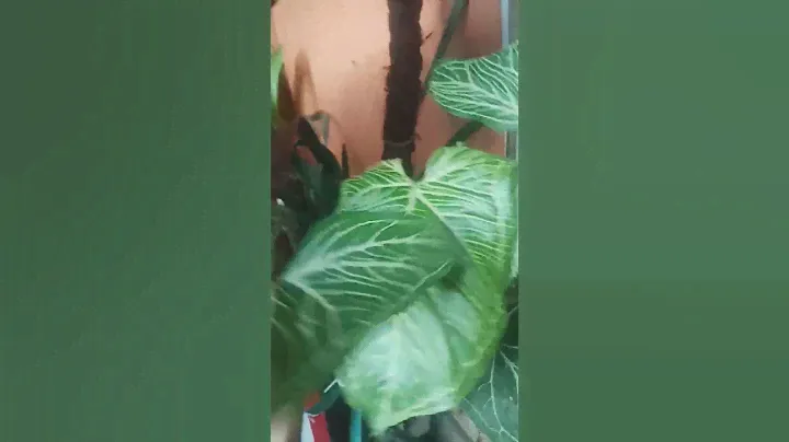 SYNGONIUM BATIK