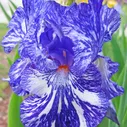 Ирис бородатый (германский) Батик/Iris germanica Batik Р1,5