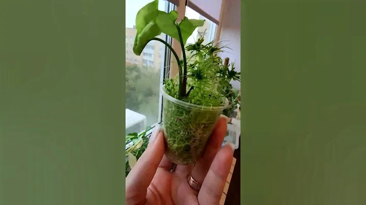 💚💚Реанимация Сингониума💚💚 #сингониум #растения #plants #мох #черенки