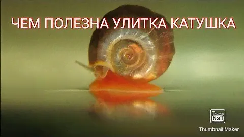 Чем полезна улитка катушка в аквариуме.