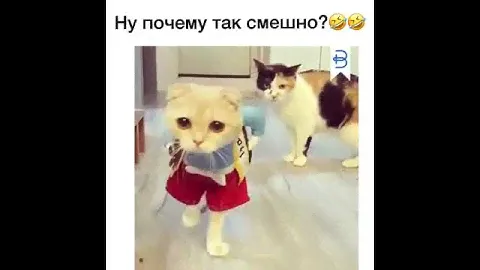 Кошачий костюм